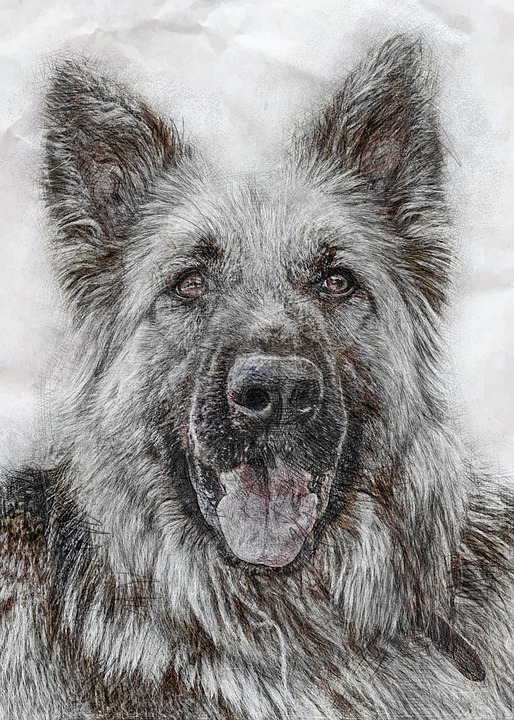 animal-4741334_960_720